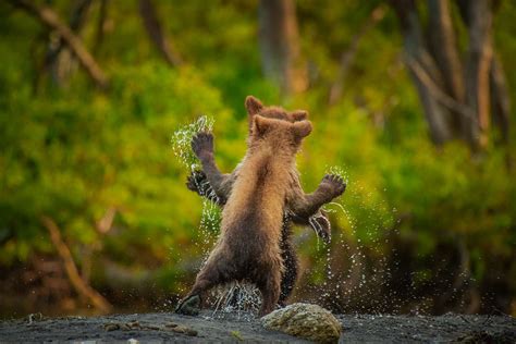 Comedy Wildlife Photography Awards 2021 Winners Photos