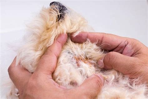 Yeast Dermatitis In Dogs Causes Symptoms And Treatments Newtown Vets