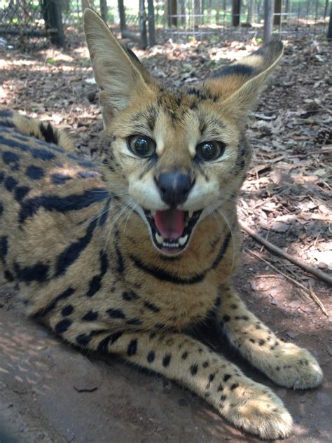 Pin On Servals