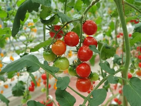 When To Feed Tomato Plants And How To Grow Them Sefton Meadows Blog