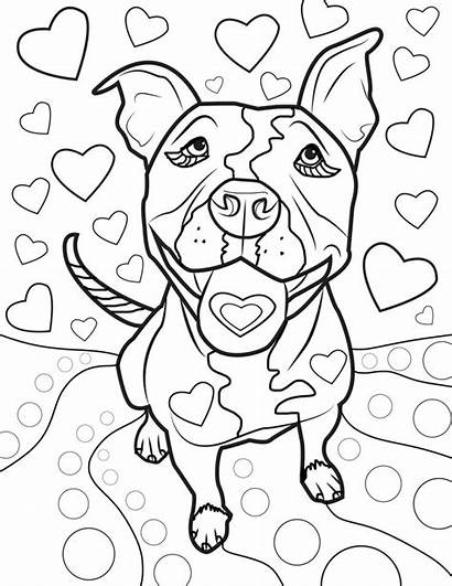 Coloring Pitbull Bull Pit Adult Colouring Realistic