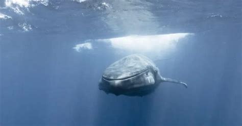 Marine Life Is Really Interesting A Diver Encountered A Giant Whale