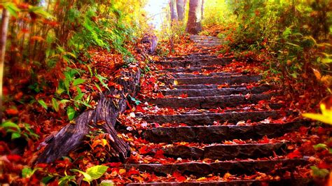 Rock Stairs With Red Leaves Between Green Plants Hd Nature Wallpapers