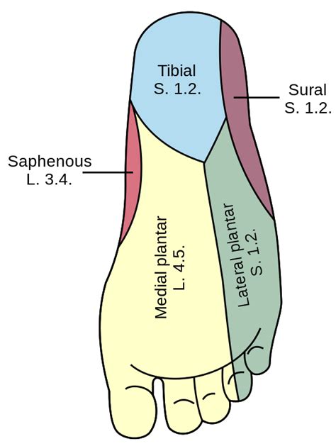 Medial And Lateral Plantar Nerves Epomedicine