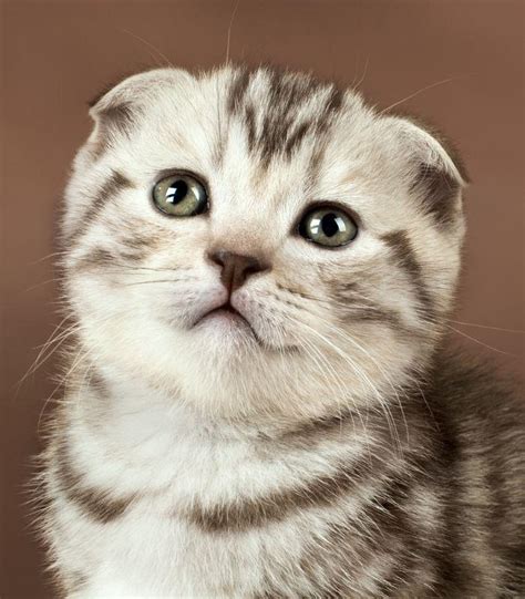 88 Super Cute And Cuddly Kitten Pictures Art And Home