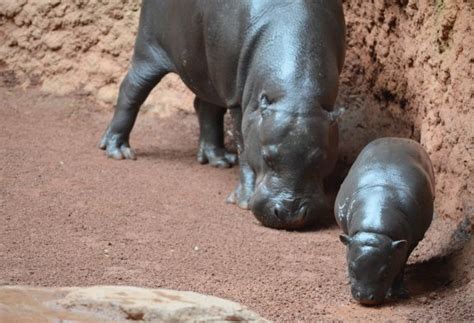 Nace En Bioparc Una Cría De Hipopótamo Pigmeo Especie Amenazada
