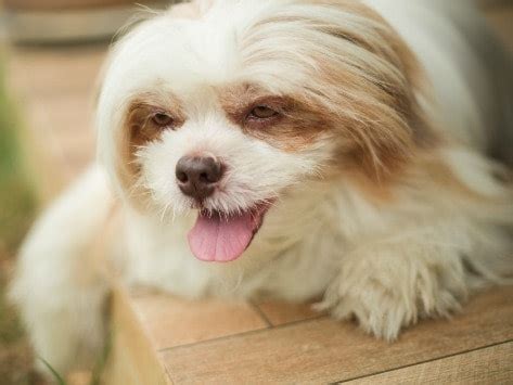Down's syndrome is a specific condition related to a human having three copies (trisomy) of chromosome 21. Can Dogs Have Down Syndrome? | Down Syndrome in Dogs | Down Syndrome Dogs | petMD