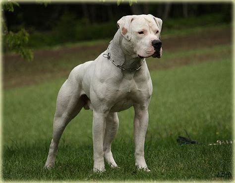 This is a photo we had taken of him for labels for our homemade bad dog wine. American Bulldog - Great Dog Breeds