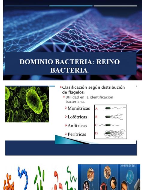 Dominio Bacteria Pdf