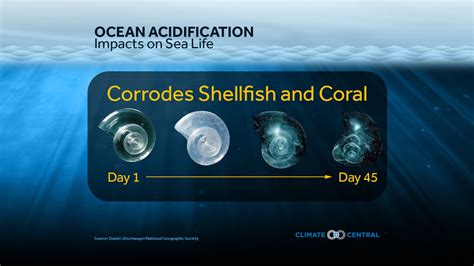 Ocean Acidification Impacts On Sea Life Climate Central