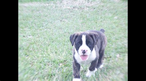 This dog breed has a playful personality & is an ideal family pet. Boxer, Puppies, For, Sale, In, Columbus, Ohio, OH, North ...