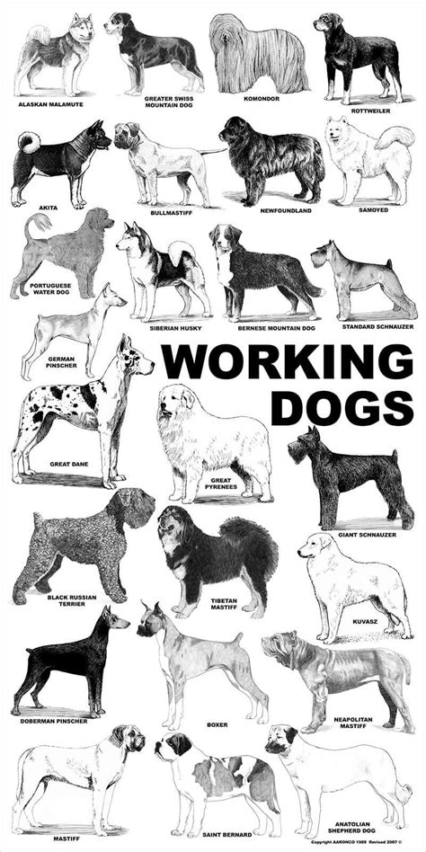 Aaronco Posters Complete Set Of 9 Dog Posters In One Tube Barkleigh