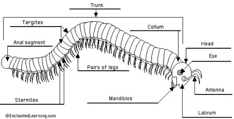 Centipede Life Cycle