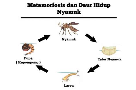 Tahapan Metamorfosis Pada Semut