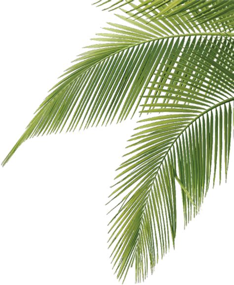 See more ideas about png, aesthetic, aesthetic clothes. Open full size Palmtree Cute Aesthetic Leaves Tropical ...