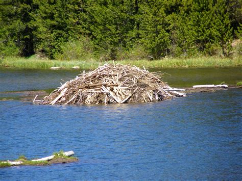 what does a beaver lodge look like beaver lodge beaver dam north american beaver lodge look
