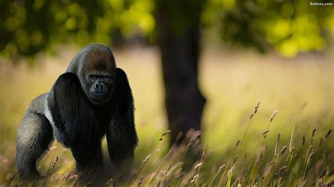 Gorilla Best Wallpaper 30426 Baltana