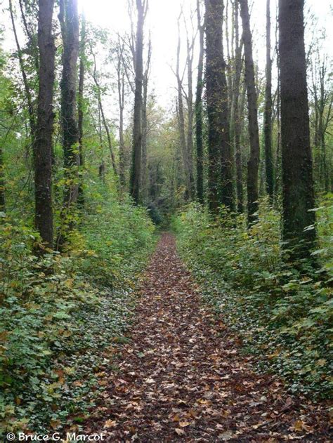 Epow Ecology Picture Of The Week Ancient Forest Paths Of France
