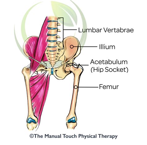 Understanding Hip Pain The Manual Touch Physical Therapy
