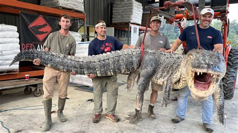 800 Pound 14 Foot Alligator Caught In Mississippi Breaks Harvest