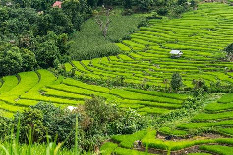 Sawah Teras Padi Thailand Chiang Mai Nasi Pemandangan Pertanian