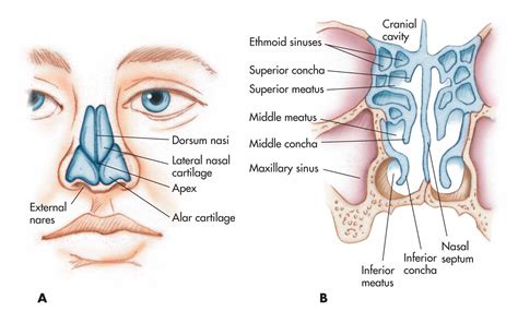 The major arterial supply to the nasal cavity are from the ophthalmic and maxillary arteries by way of anterior and posterior ethmoidal branches and sphenopalatine branches respectively. Nose, nasal cavity, and pharynx: (A) nasal cartilages and ...