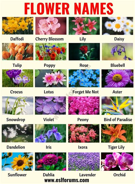 Flower Names List Of 25 Popular Names Of Flowers With The Pictures