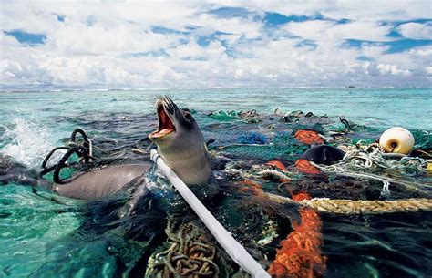 What About Plastics In The Oceans 21 By Shippr Medium