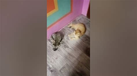 Две киски животные котики Shorts Youtube