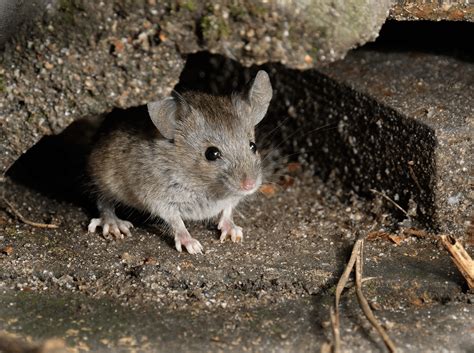 The Difference Between Mice Rats And Voles