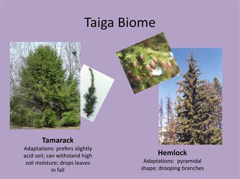 Taiga Plant Adaptations Sciencing