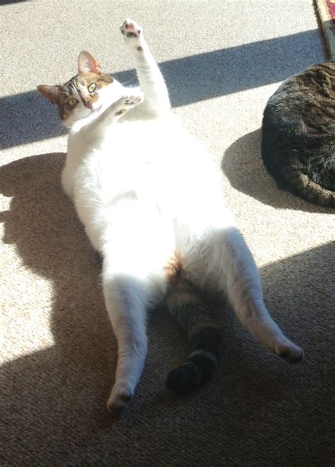 Funny Cat Cat Stretching Cats Cat Yoga