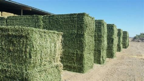 Alfalfa Hay Buy Alfalfa Hay In Kimberley South Africa From Page