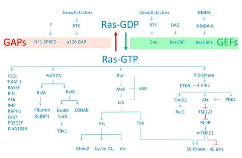 From amharic ራስ (rās, head). RAS-driven cancer - Humpath.com - Human pathology