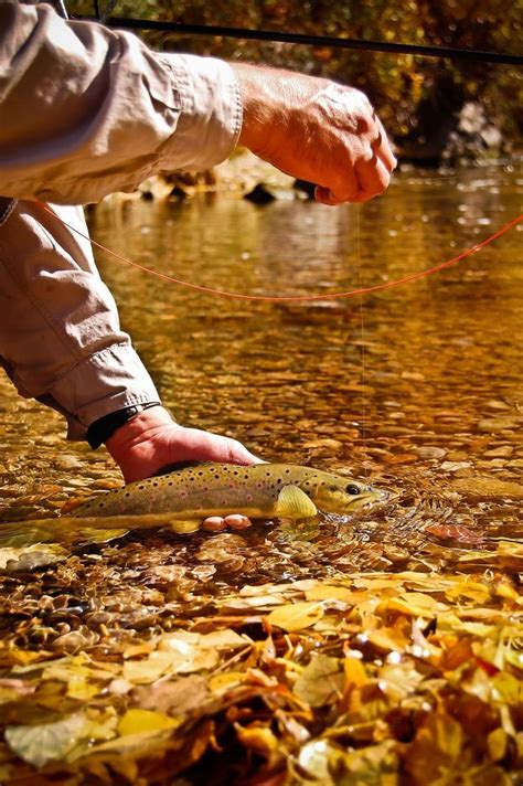 Fall Colors Brown Trout Clint Losee Photography
