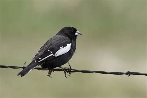 15 Amazing Black Birds With White Spots Photos And Key Facts