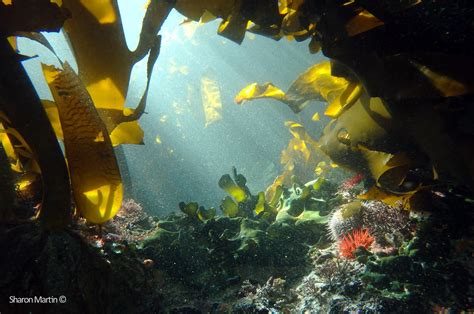 Underwater Photographer Sharon Lee Martin S Gallery Magical Kelp Forests A Window Into The
