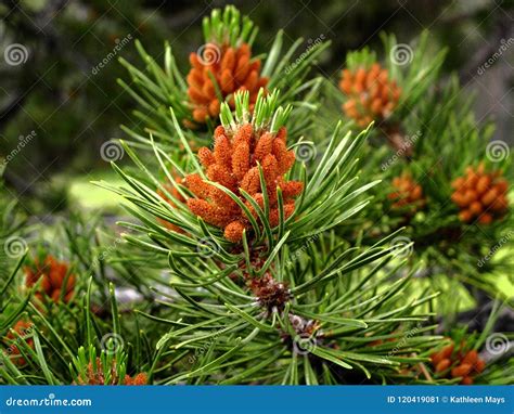 New Pine Cones Of The Lodgepole Pine Tree In The Western Rocky