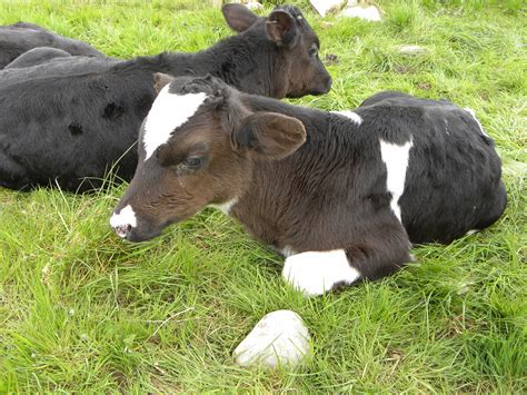Coccidiosis Poses A Major Risk For Calves How Do You Avoid It