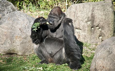 Gorilla Eating Photograph By Julie Brown Fine Art America