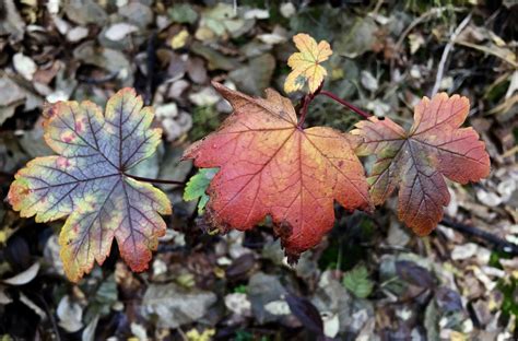 Why Do Leaves Change Colors In The Fall