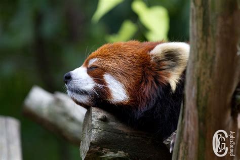 Photos Of Red Pandas Slacking Off That Are Really Cute Red Panda