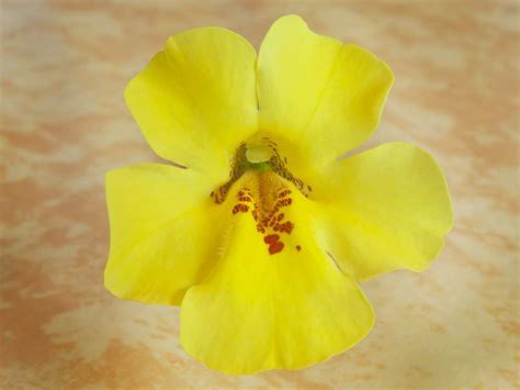 This book explores how this healing therapy heals ailments with different flora and can be applied to dogs to ease their mental. Bach Flower Essence Mimulus (Mimulus guttatus)