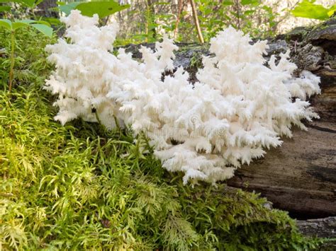 Delicious Edible White Mushroom Coral Hericium Stock Photo Image Of