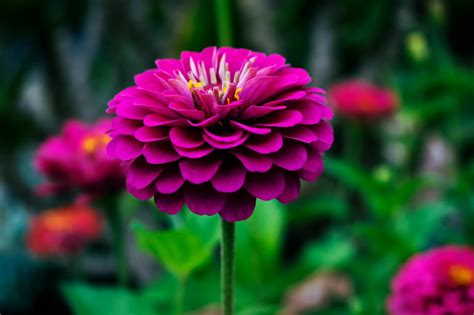 Top 10 Stunning Perennial Flowers Around The Globe You Can Grow