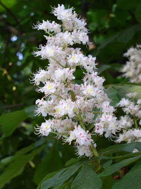 Check spelling or type a new query. Free chestnut flowers Stock Photo - FreeImages.com