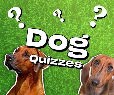 Pets Quizzes Animal Trivia Games Big Daily Trivia