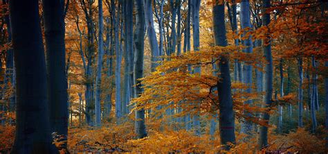 Beautiful Golden Autumn Woods Scenery Banner Autumn Golden Forest
