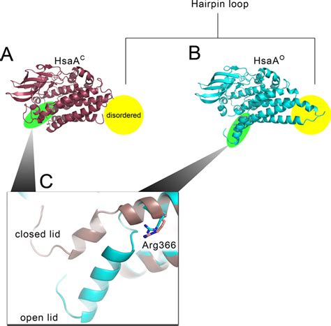 Conformational Differences In Hsaa O And Hsaa C In The Structure Of