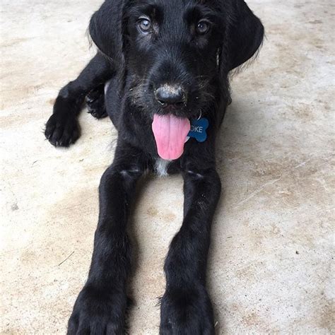 The great danoodle is not a purebred dog. 2 month old great danoodle puppy | Puppies, Great danoodle, Labrador retriever